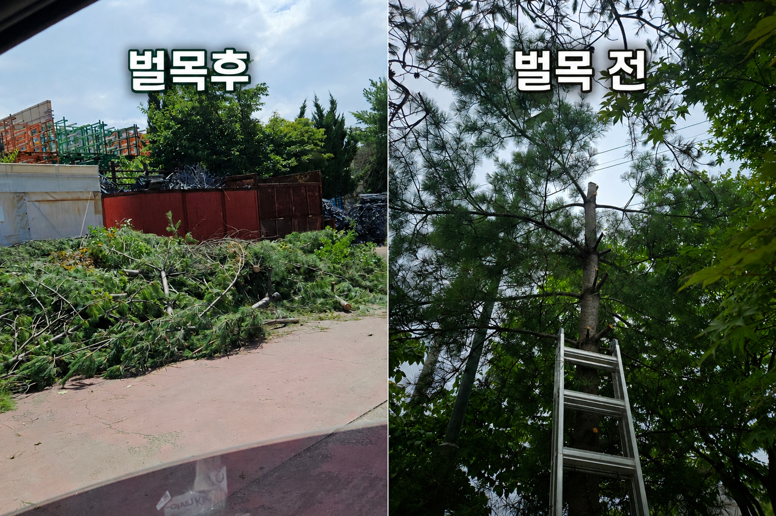 위험목 제거
