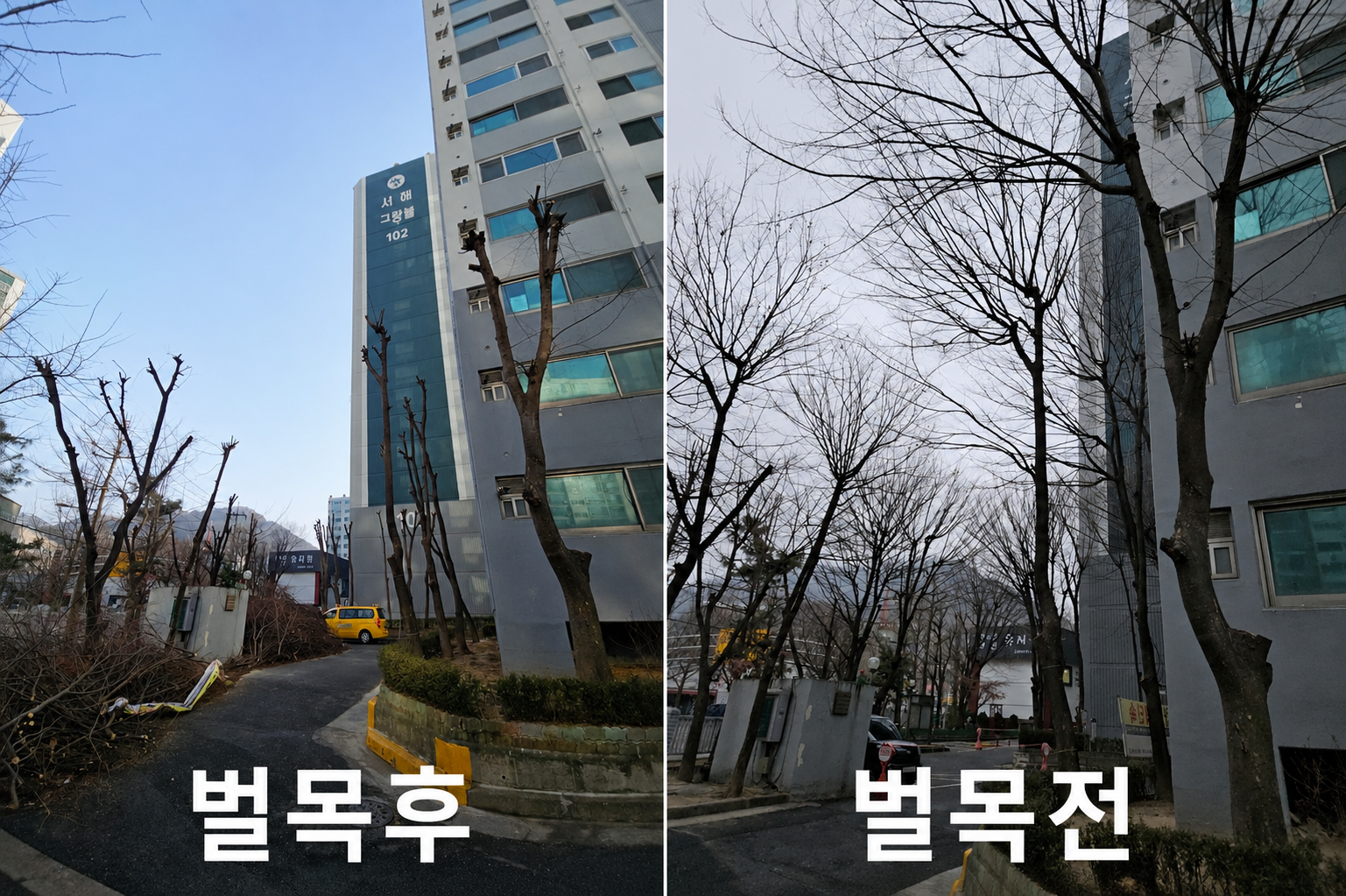 건물 주변 수목 벌목